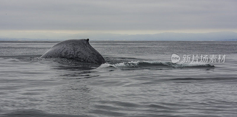 蓝鲸(Balaenoptera musculus)是一种海洋哺乳动物，属于须鲸(Mysticeti)，有时在加利福尼亚州的蒙特雷湾发现。